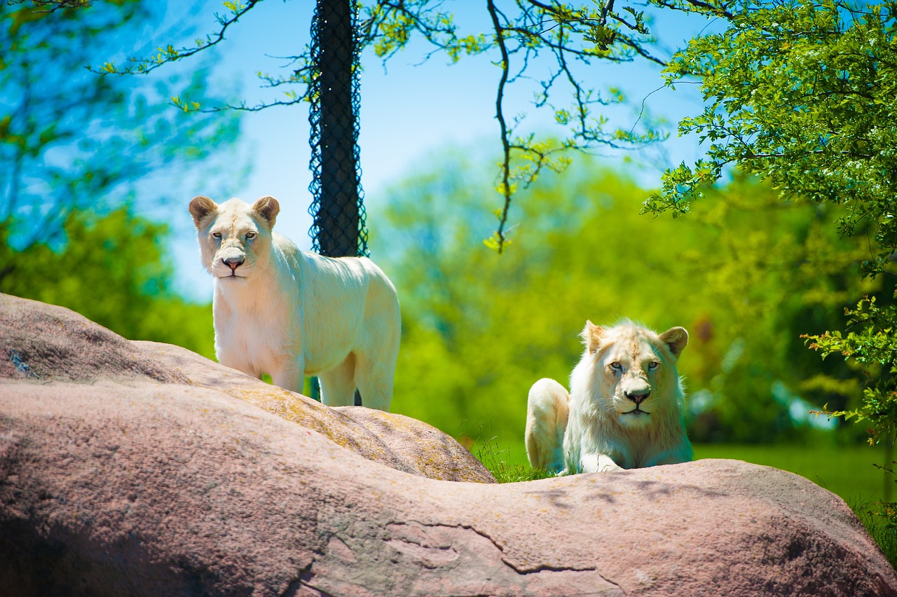 Zoological Parks: Safety Guidelines for Visitors